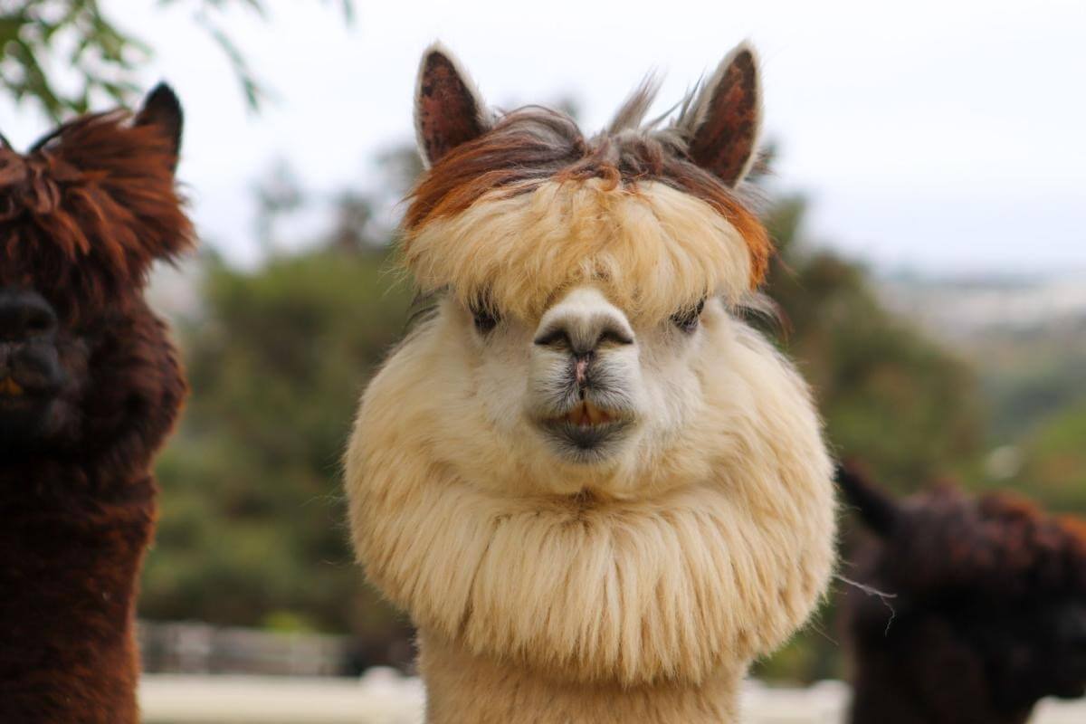 Unggah foto wajah atau binatang